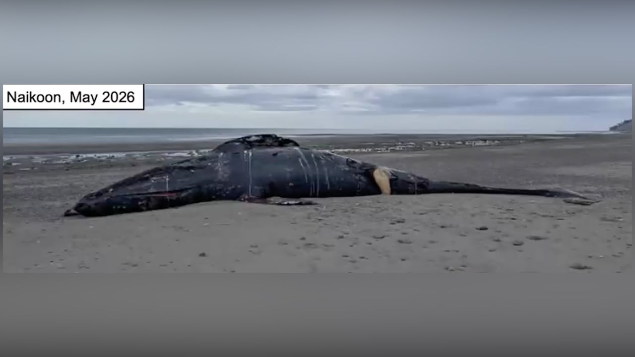 Dead whale