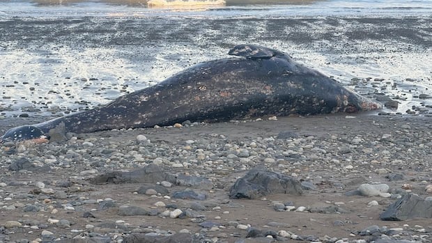 Emaciated grey whales washing up on B.C. beaches 'canary in coal mine,' researcher warns