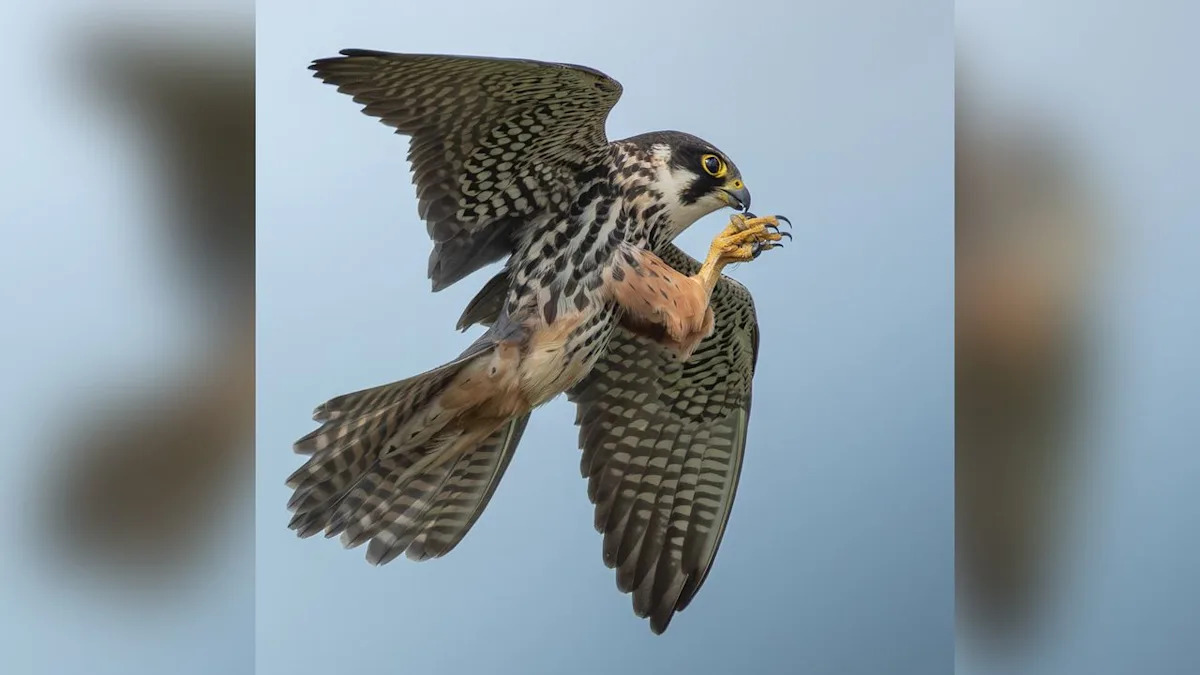 15-year-old photographer wins major award with wildlife moment many spend years trying to capture