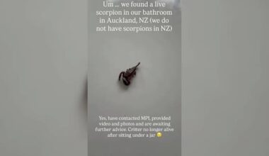How a scorpion likely ended up in an Auckland family’s bathroom