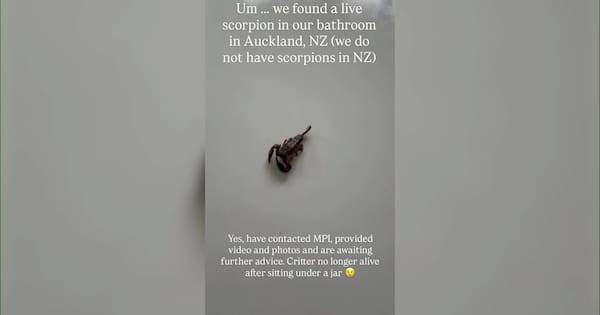 How a scorpion likely ended up in an Auckland family’s bathroom
