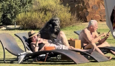 Couple Scrolling Their Phones At Resort Misses Giant Animal Raiding Their Snacks