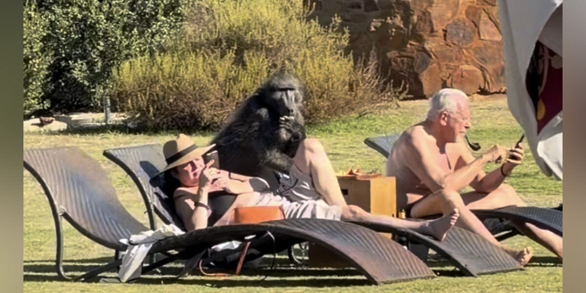 Couple Scrolling Their Phones At Resort Misses Giant Animal Raiding Their Snacks