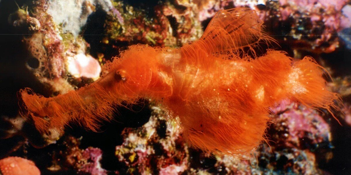 Diver Spots Unusual Hairy-Looking Fish — And Finally Solves A 20-Year-Old Mystery