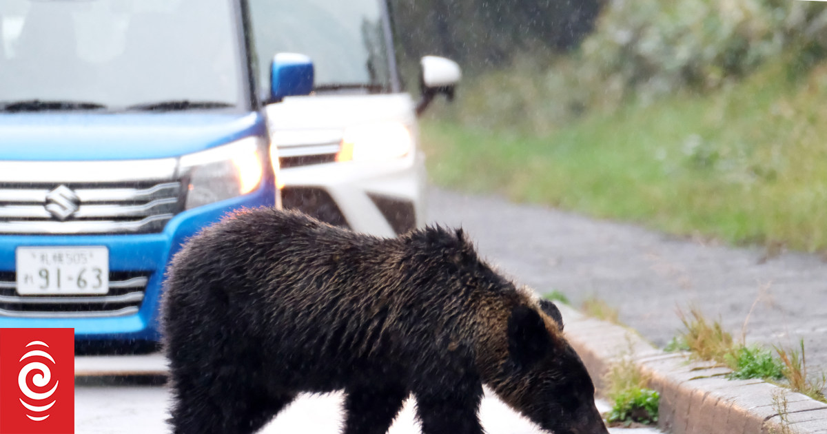 Mass school closures in Japan as bear roams streets
