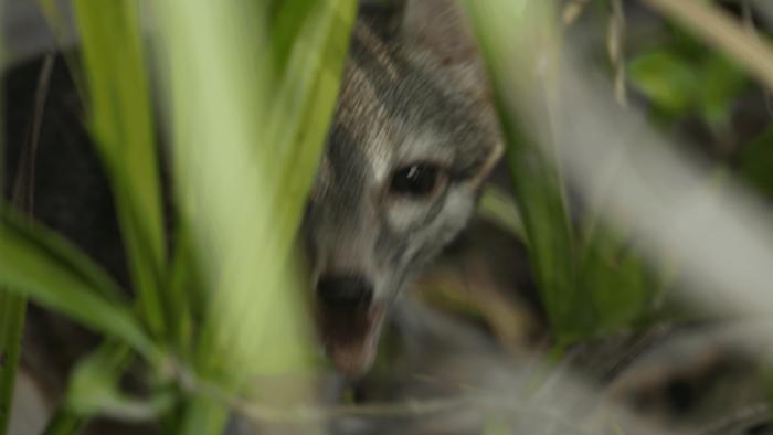 Adult male Cozumel fox (Urocyon sp.)