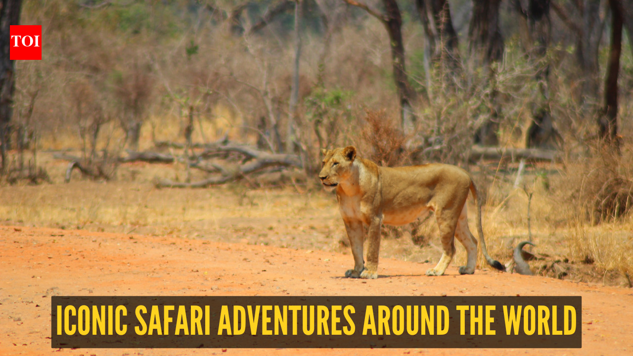 From Tigers to Jaguars: 10 iconic safari adventures around the world
