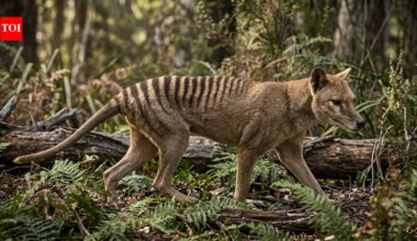 The sheep-killer myth that helped drive the Tasmanian tiger to extinction and why scientists think farmers got it wrong |