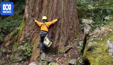 Finding and saving the world's biggest trees before they disappear