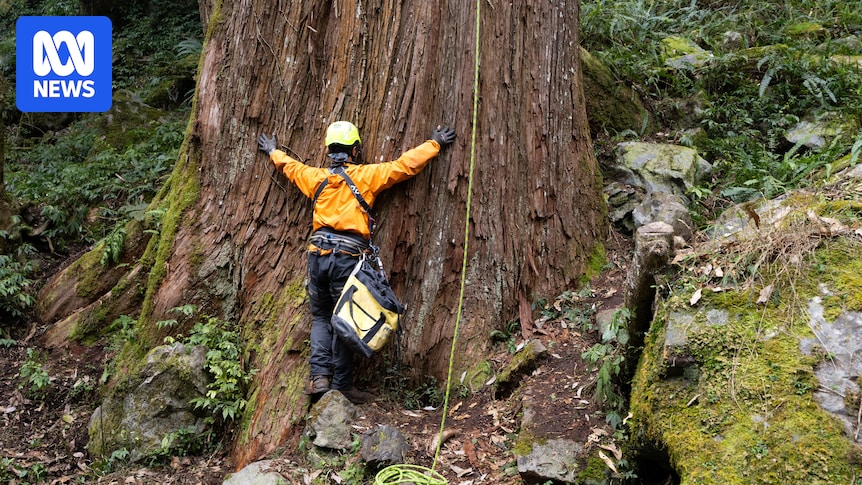 Finding and saving the world's biggest trees before they disappear