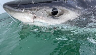 Juvenile great white shark pings off the coast of Cape Cod