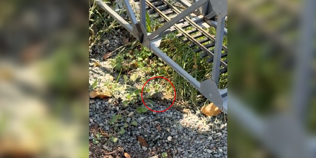 Man Drops Yard Work When He Finds 'Tiniest' Baby He’s Ever Seen In Need Of Help