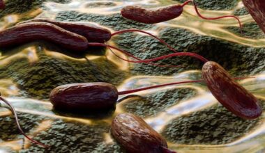 Mystery infection after Cook Islands trip traced to rare marine bacteria