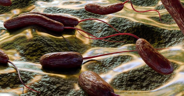 Mystery infection after Cook Islands trip traced to rare marine bacteria