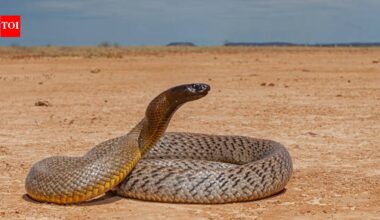Inland Taipan changes colour with the seasons: Inside the strange and dramatic seasonal color change explained