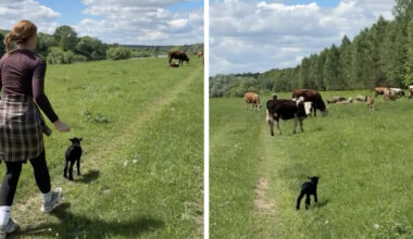 Kayakers Stop To Save A Lost Baby Lamb — Then Witness An Incredible Reunion