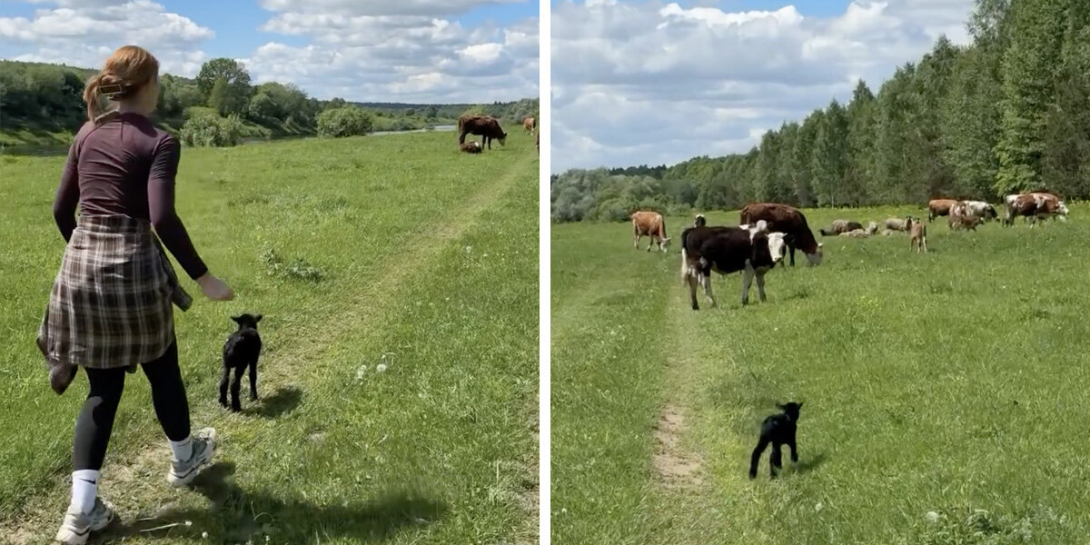 Kayakers Stop To Save A Lost Baby Lamb — Then Witness An Incredible Reunion