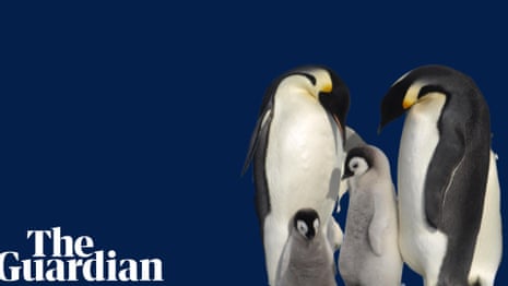 Why thousands of emperor penguin chicks in Antarctica died in the 2022 breeding season – video