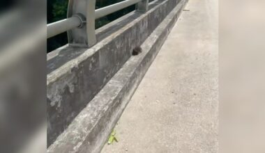Woman Sees Ball Of Fluff Huddled On A Bridge And Immediately Pulls Over