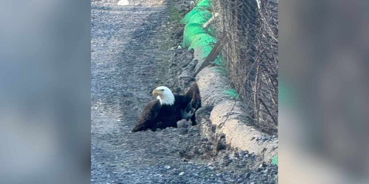 Construction Workers Spot Bald Eagle Walking Down Road — Then They Realize Why