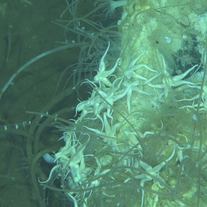 This 16-foot-long (5-meter-long) Antarctic minke whale carcass on the seafloor of the Diamantina Zone hosts 26 invertebrate species, including brittle stars, bone-eating worms, tubeworms, sea anemones<em> </em>and tiny amphipods.