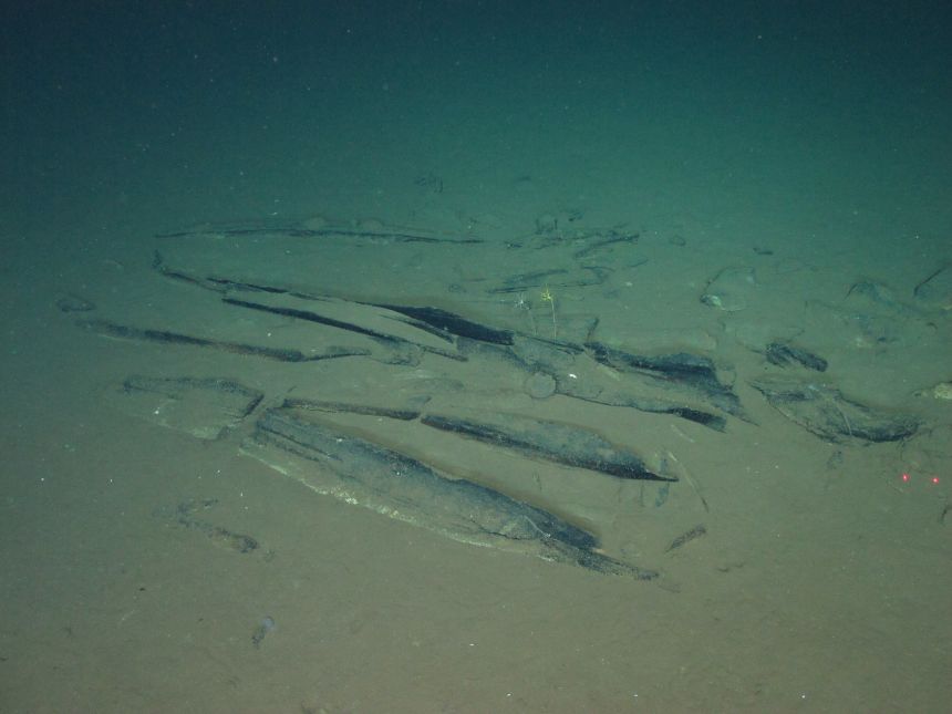 Possible baleen whale ribs, pictured here, lie in<strong> </strong>the vast whale graveyard in the Diamantina Zone.