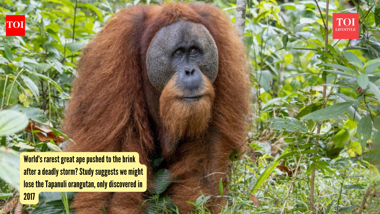 Tapanuli Orangutan: World's rarest great ape pushed to the brink after a deadly storm? Study suggests we might lose the Tapanuli orangutan, only discovered in 2017