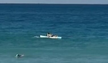 'Nothing off table': shark culls on cards after attack at Sydney beach