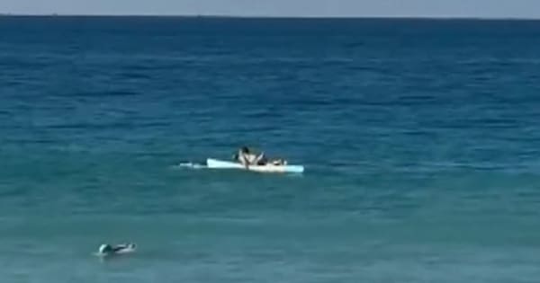 'Nothing off table': shark culls on cards after attack at Sydney beach