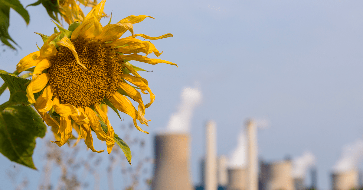 Nature No Longer Smells So Natural—and That’s Our Fault – Mother Jones