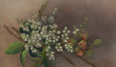 Painting of flowering branch of Kohekohe tree