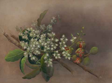 Painting of flowering branch of Kohekohe tree