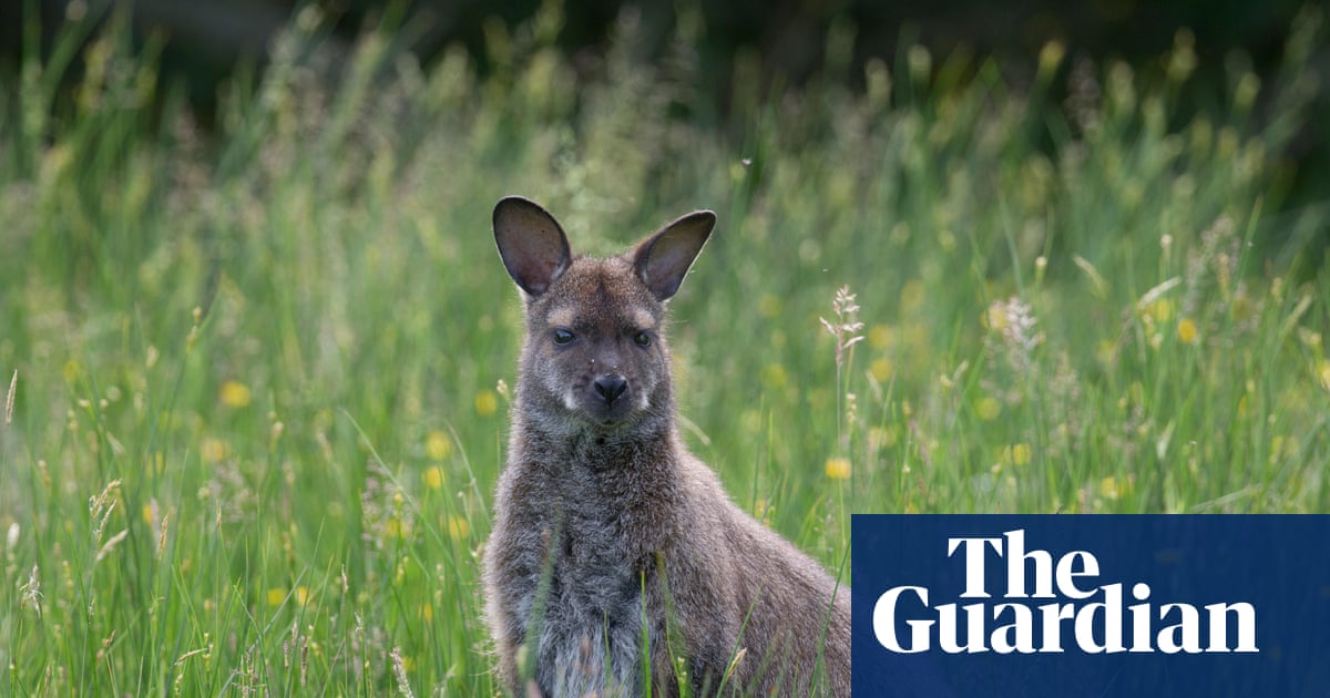 Country diary: Our island’s wandering wallabies come at a cost | Wildlife