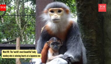 Mi Baby Monkey: Meet Mi: The 'world's most beautiful' baby monkey who is winning hearts at a Japanese zoo |