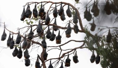 Flying fox colony plagues Sydney suburb: 50,000 bats are causing health concerns
