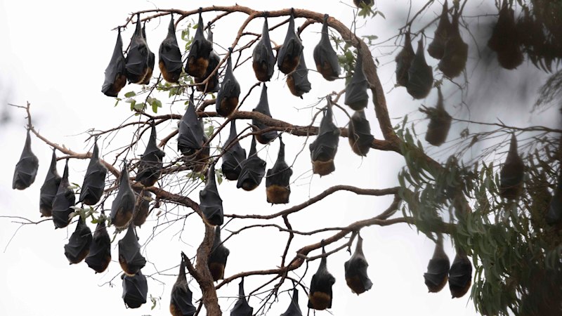 Flying fox colony plagues Sydney suburb: 50,000 bats are causing health concerns