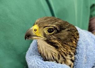 'Bright future' for injured falcon despite badly hurt eye