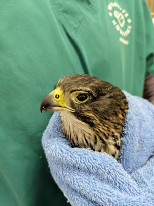 'Bright future' for injured falcon despite badly hurt eye