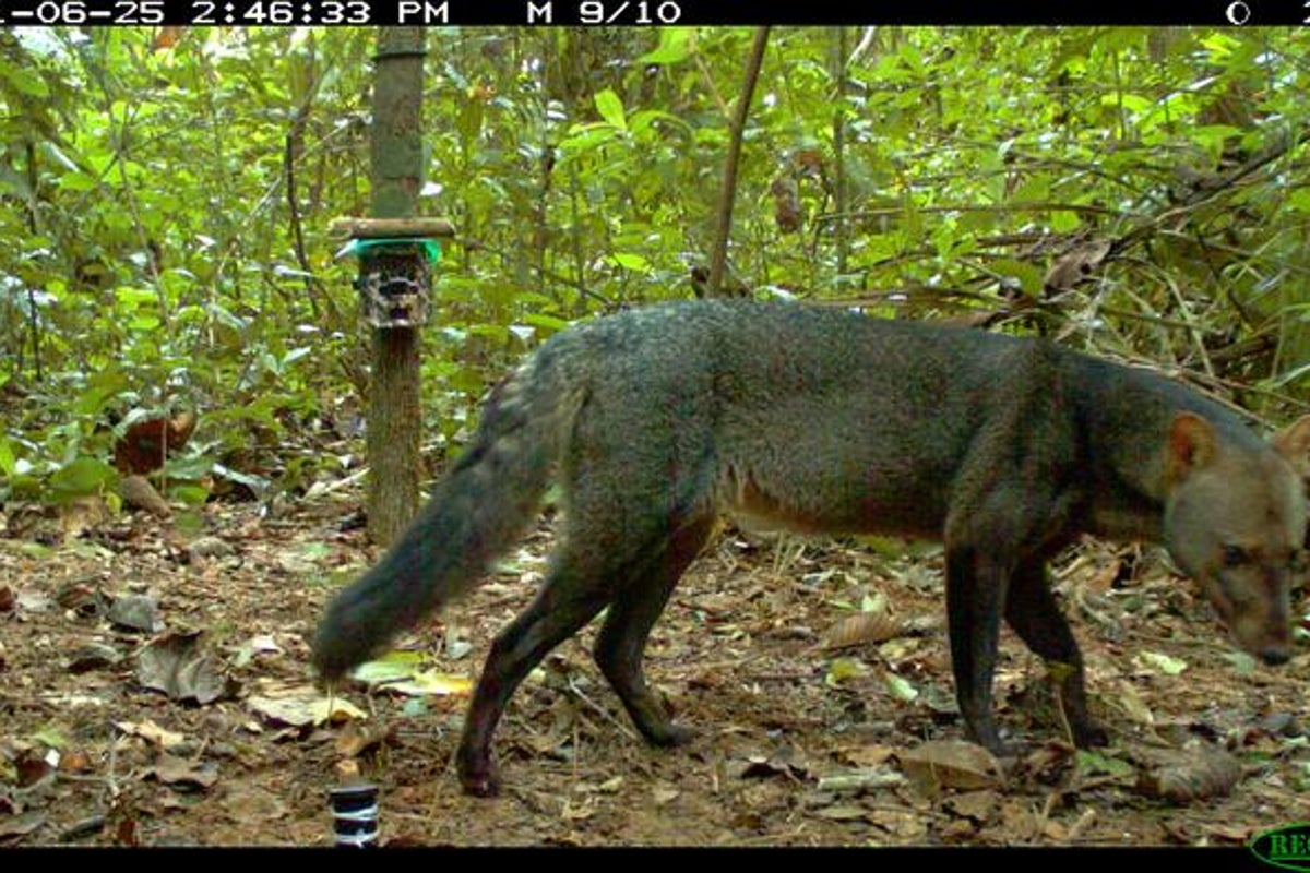 Unprecedented photos of extremely rare ‘ghost dog’ captured in Amazon rainforest