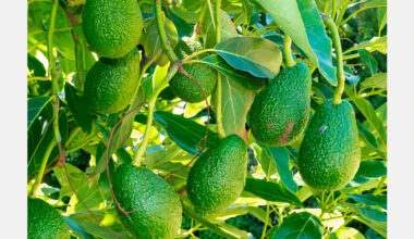 Daily avocado intake does not alter cognitive function, study finds