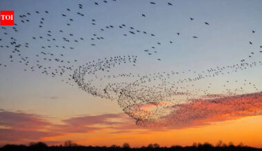 Bird flocks seem to break Newton's laws: Scientists have finally figured out how to explain them |