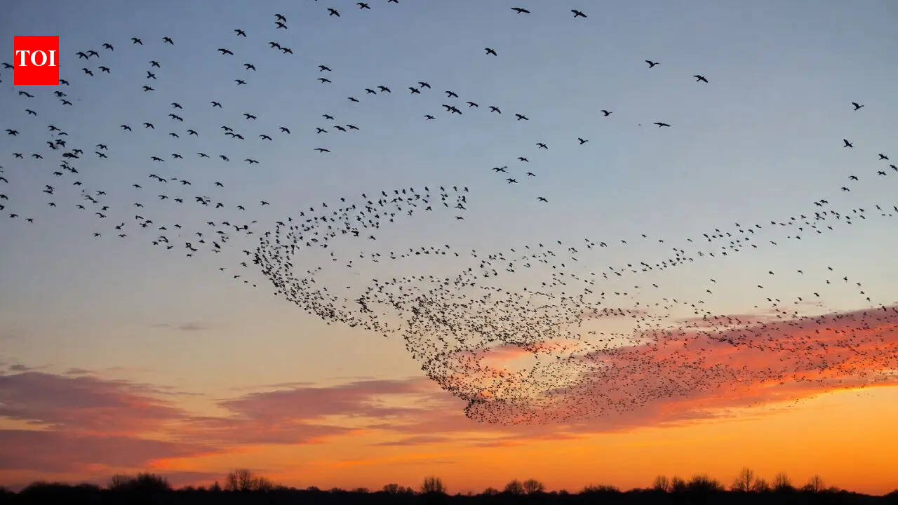 Bird flocks seem to break Newton's laws: Scientists have finally figured out how to explain them |
