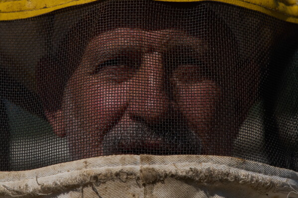 Selim Sharaf, a beekeeper who has been unable to access most of his beehives caught in an area in southern Lebanon controlled by Israeli troops, looks through a protective veil while tending to his remaining beehives in Hasbaya, southern Lebanon, Friday, June 12, 2026. (AP Photo/Hassan Ammar)
