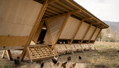 Designing for Chickens: Rethinking How Humans and Animals Share Space