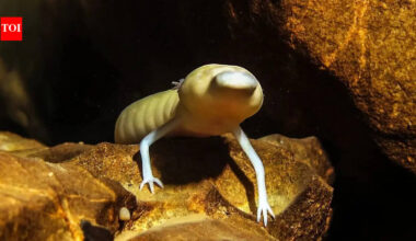 Hidden beneath the Kalahari Desert is a 264-metre-deep underground lake where blind animals thrive in darkness |