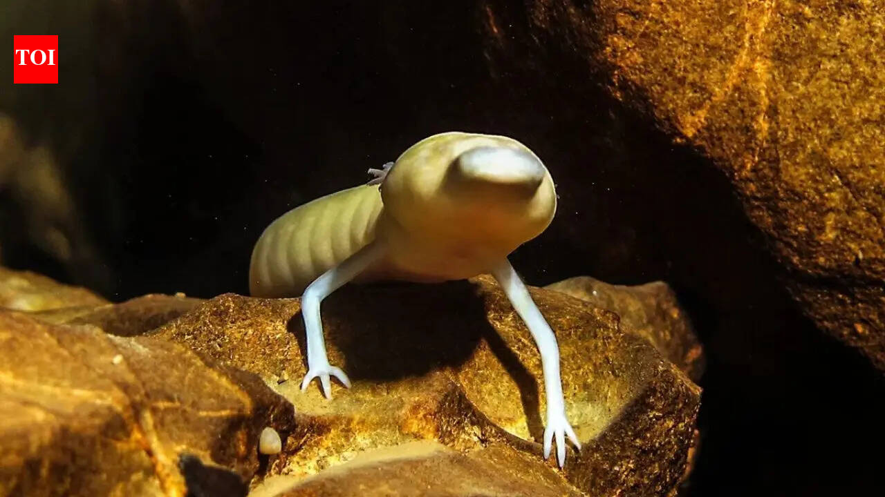 Hidden beneath the Kalahari Desert is a 264-metre-deep underground lake where blind animals thrive in darkness |