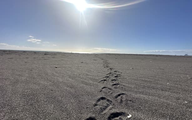 Kororā footprints