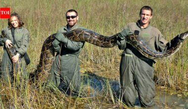 Florida's giant Burmese pythons are doing more than eating wildlife, they are transforming the Everglades by spreading seeds |