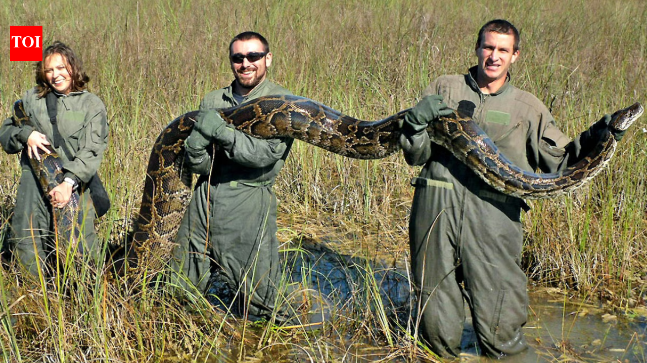 Florida's giant Burmese pythons are doing more than eating wildlife, they are transforming the Everglades by spreading seeds |