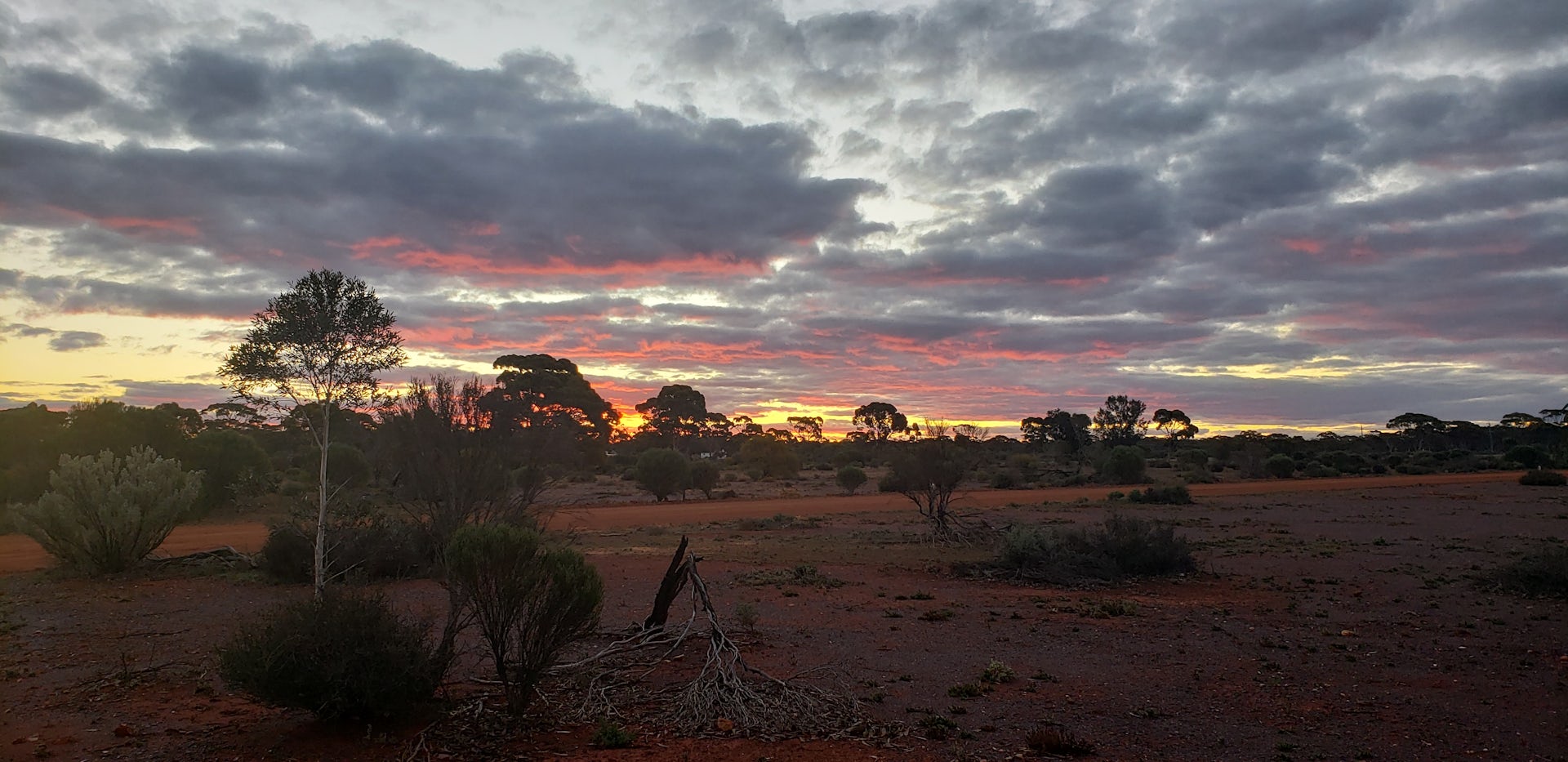A vivid outback sunset over a flat, arid Australian landscape. The sky is dramatic with layered clouds lit in shades of deep red, pink, orange, and gold above the horizon. The foreground shows red-brown earth, sparse scrubby vegetation, and a fallen dead tree with exposed roots. Silhouettes of eucalyptus trees line the middle distance.